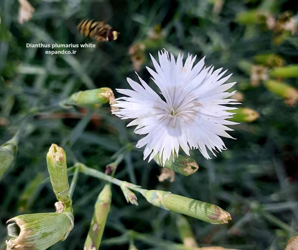  میخک صدپر 
